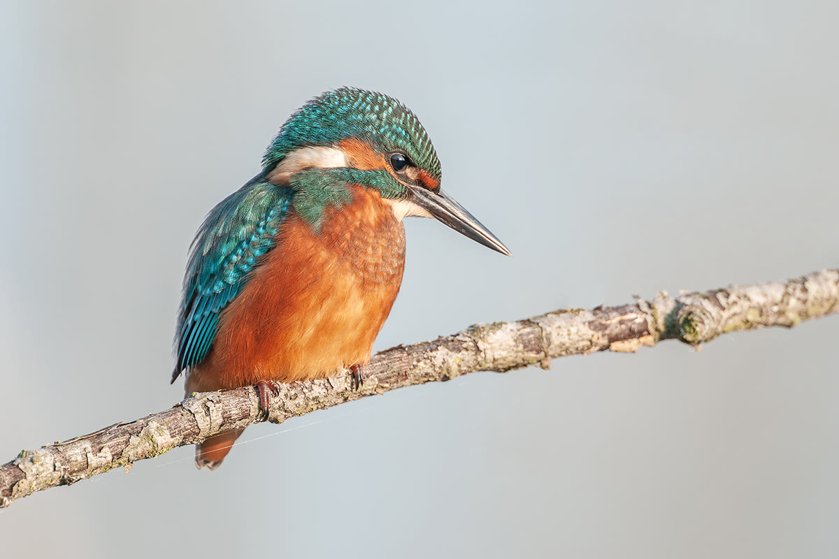 Eisvogel auf dem Ansitzast im Teichland Linum