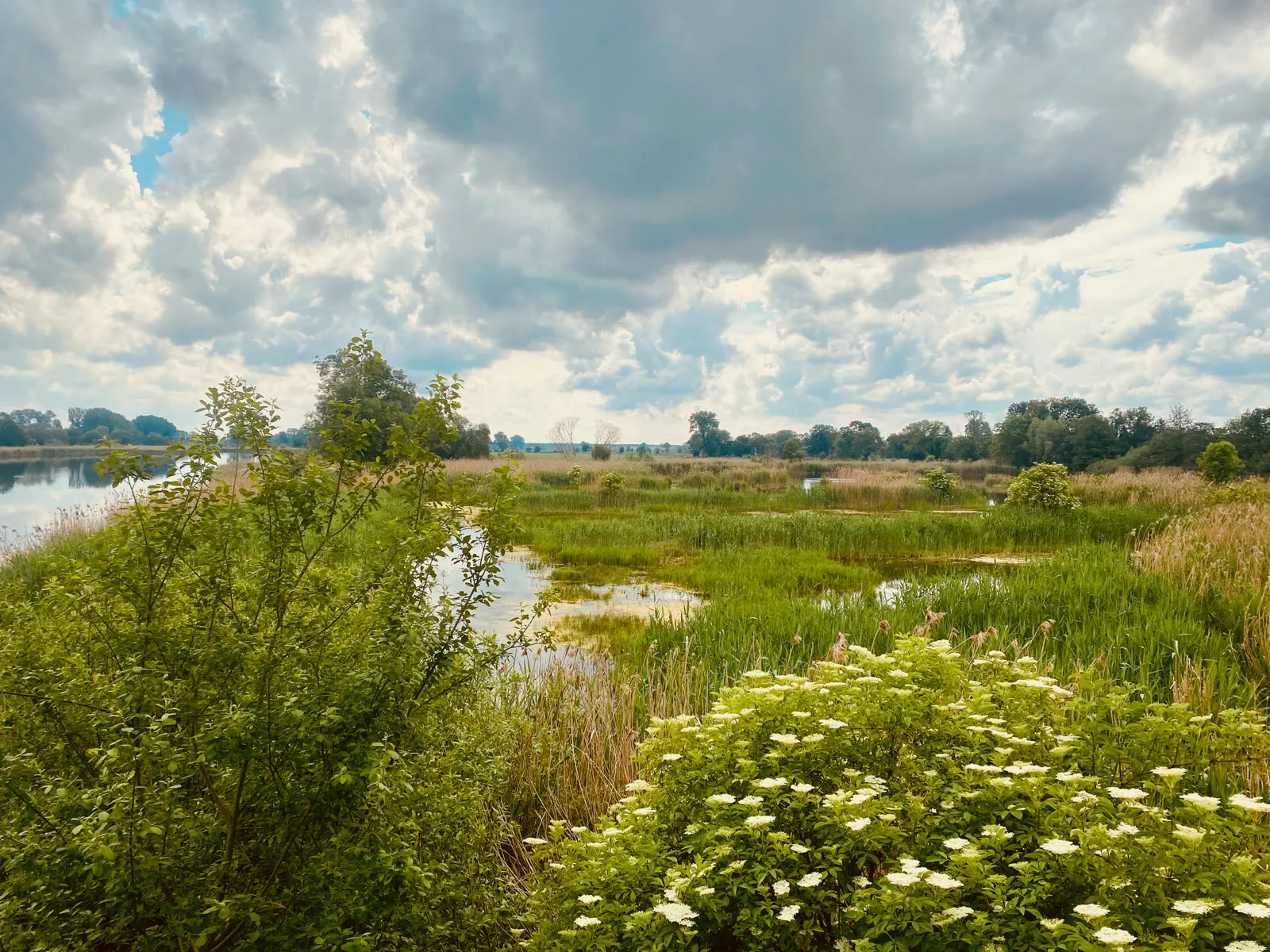 Wiesen und Teiche im Naturschutzgebiet Linum